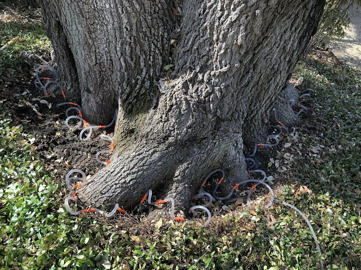 Detailed Shrub and Hedge Trimming job site in Drift